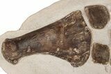 24" Fossil Plesiosaur Paddle & Pelvic Bone Association - Asfla - #199981-4